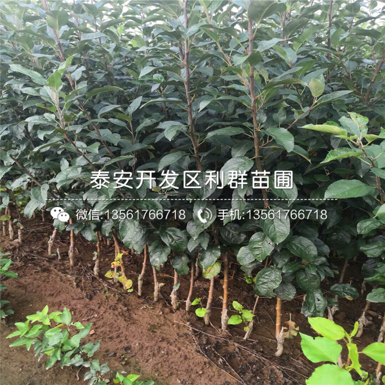 花牛蘋果苗報(bào)價(jià)、花牛蘋果苗價(jià)格