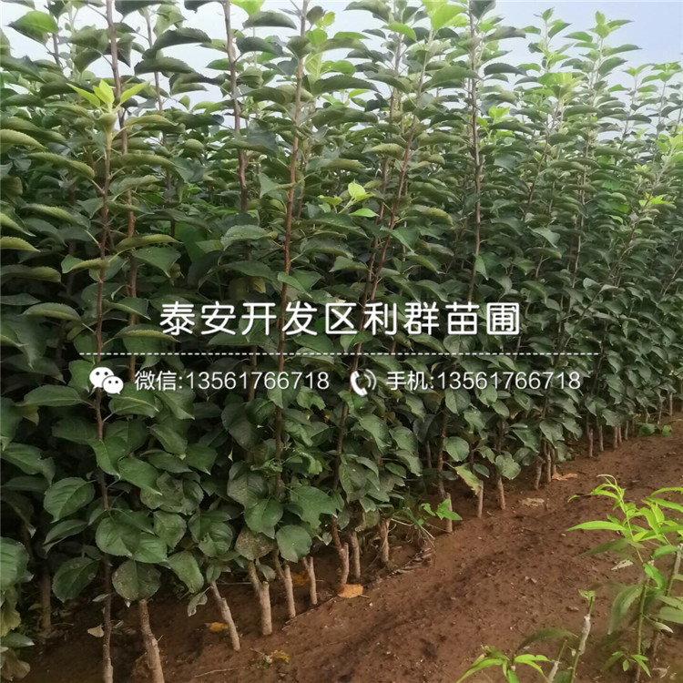 瑞雪蘋果苗價(jià)格、瑞雪蘋果苗多少錢一棵