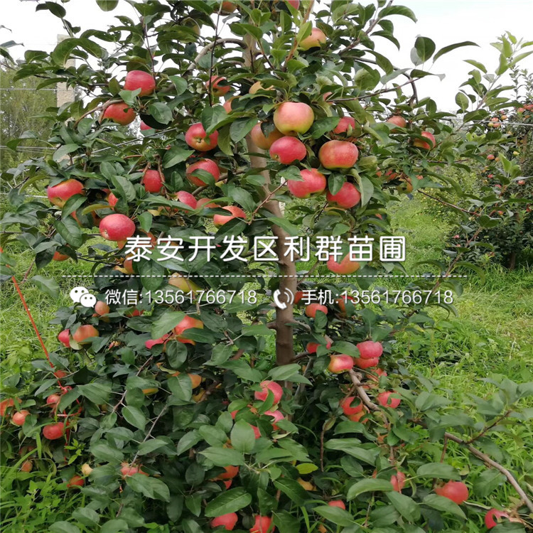 瑞陽蘋果苗報(bào)價(jià)、2019年瑞陽蘋果苗價(jià)格