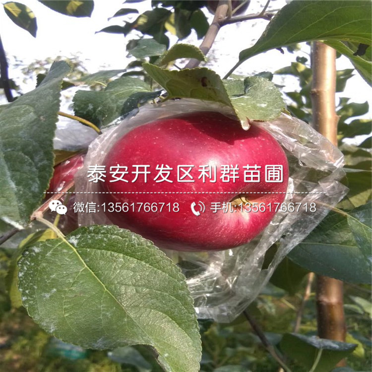 世界一號蘋(píng)果樹(shù)苗哪里便宜、世界一號蘋(píng)果樹(shù)苗價(jià)格是多少