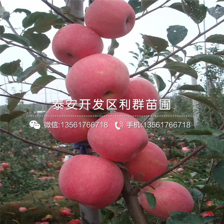 3公分蘋果樹(shù)苗價(jià)格、2019年3公分蘋果樹(shù)苗價(jià)格