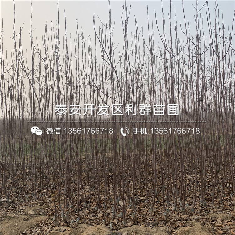 眾成一號(hào)蘋(píng)果苗
