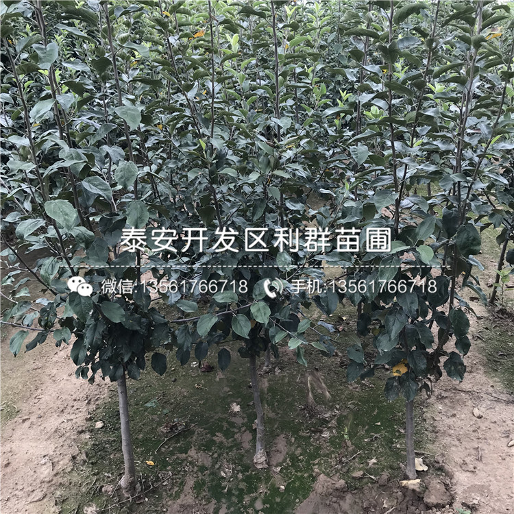 雞心果樹苗哪里便宜、雞心果樹苗價(jià)格是多少