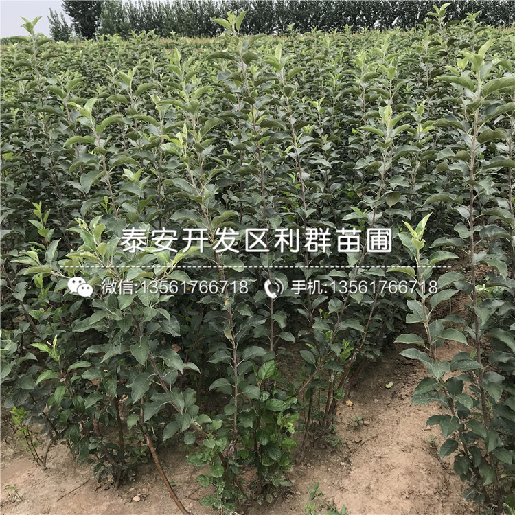 煙富8號(hào)蘋果樹(shù)苗價(jià)格、山東煙富8號(hào)蘋果樹(shù)苗