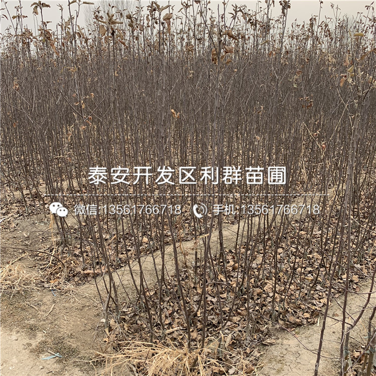 蛇果蘋(píng)果樹(shù)苗、蛇果蘋(píng)果樹(shù)苗多少錢(qián)一棵
