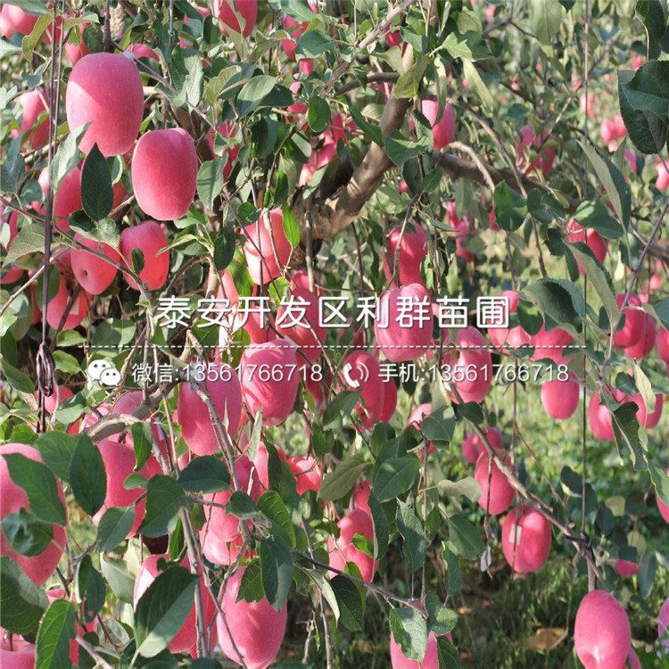 山東雞心果樹苗、山東雞心果樹苗價(jià)格