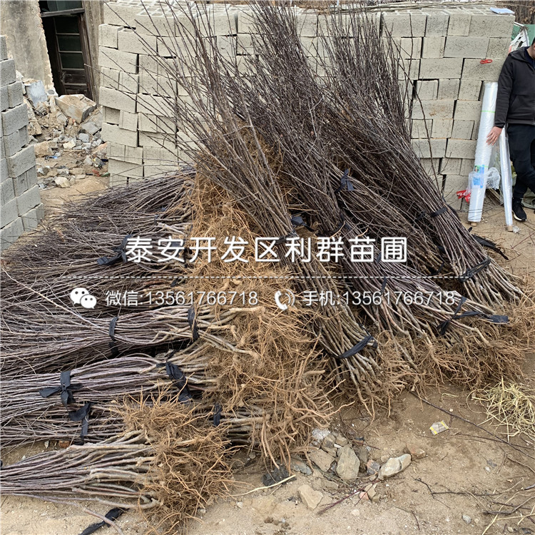 紅色之戀蘋果樹苗、紅色之戀蘋果樹苗出售基地