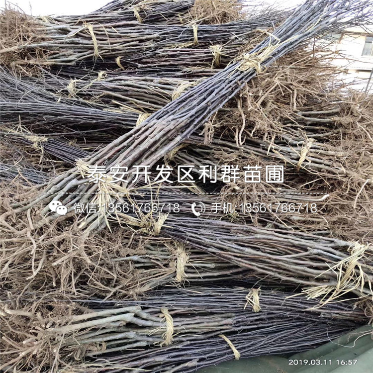 響富蘋果苗價(jià)格、響富蘋果苗出售