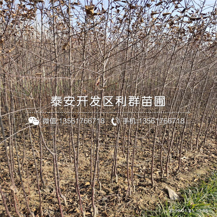紅嘎啦蘋果樹苗、紅嘎啦蘋果樹苗新品種