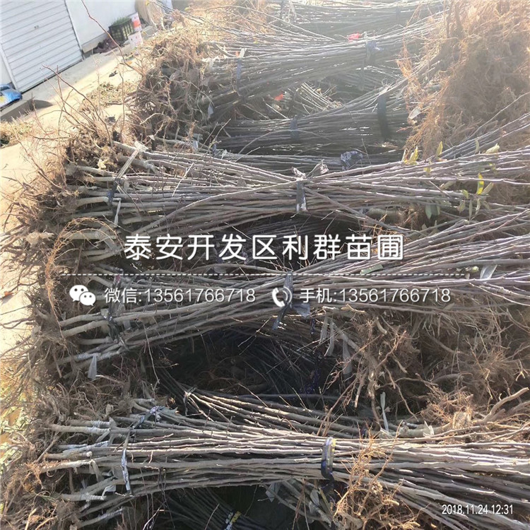 七月天仙蘋果苗價(jià)格、2019年七月天仙蘋果苗價(jià)格