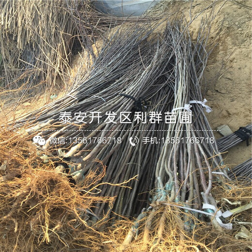 雞心果苗出售、2019年雞心果苗價(jià)格