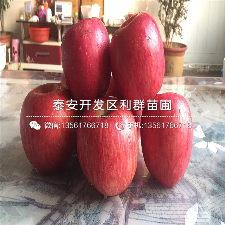 美國蛇果苗出售、2019年美國蛇果苗價格