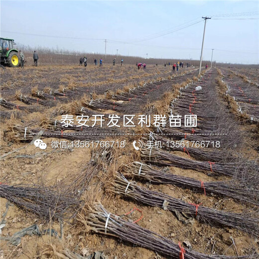 煙富0號蘋果樹苗品種、煙富0號蘋果樹苗價格及報價