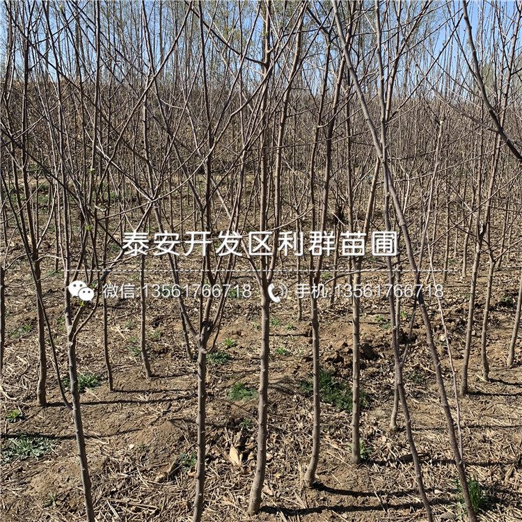 哪里有黄香蕉苹果树苗、黄香蕉苹果树苗价格多少