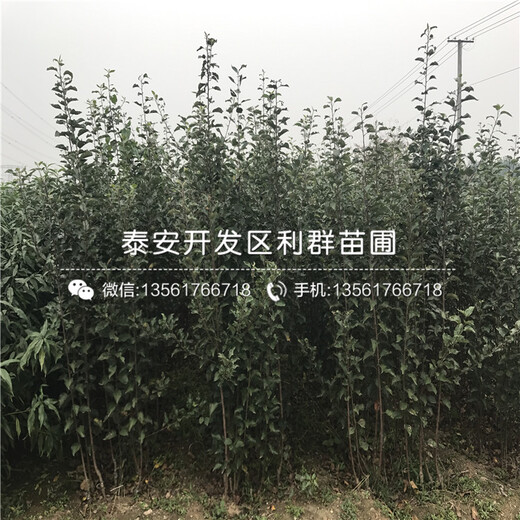 山東3公分蘋果樹苗、3公分蘋果樹苗多少錢一棵