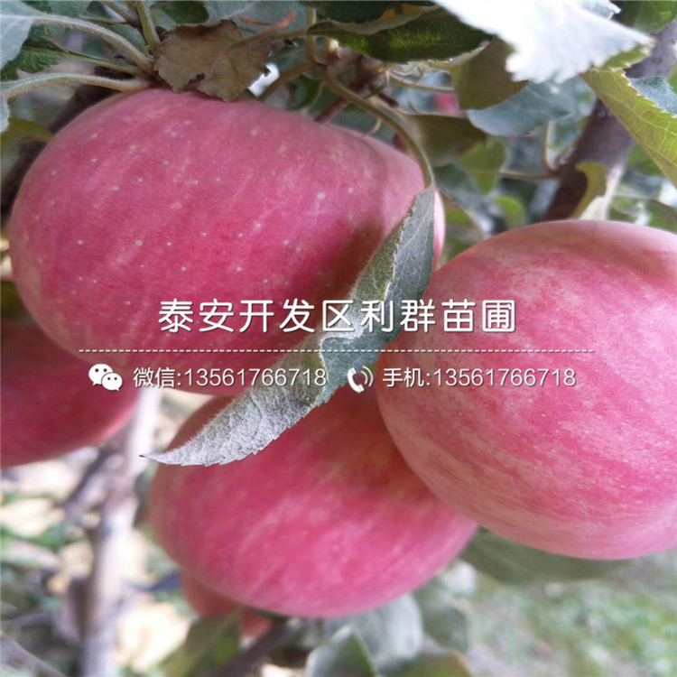 2020年紅將軍蘋果樹苗報價、紅將軍蘋果樹苗多少錢一棵