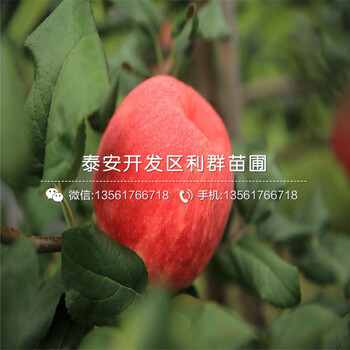 煙富10號蘋果苗價格、2020年煙富10號蘋果苗價格