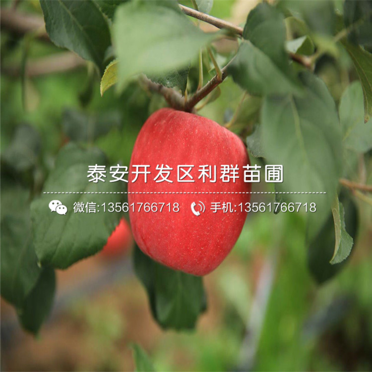 2020年紅元帥蘋果樹苗報價、今年紅元帥蘋果樹苗價格是多少