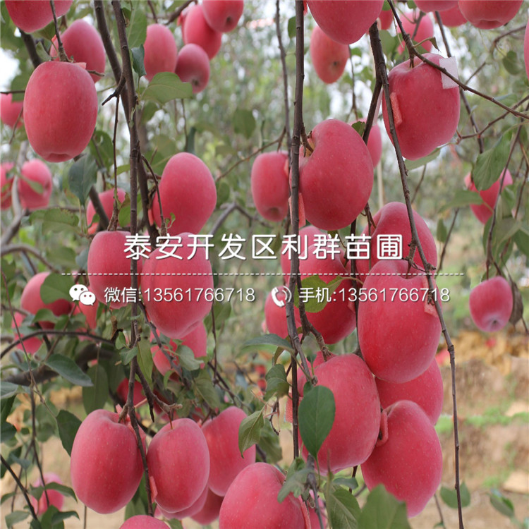 神富一號(hào)蘋(píng)果苗出售、神富一號(hào)蘋(píng)果苗價(jià)格及報(bào)價(jià)