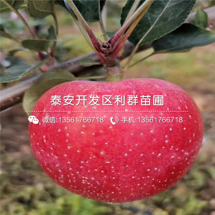 神富六號蘋果苗、神富六號蘋果苗批發(fā)