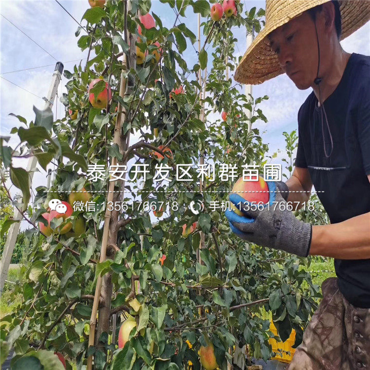 哪里有美八蘋果樹(shù)苗、美八蘋果樹(shù)苗價(jià)格多少