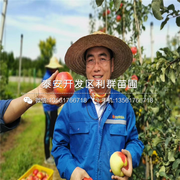 花牛蘋果苗品種、花牛蘋果苗價(jià)格及報(bào)價(jià)