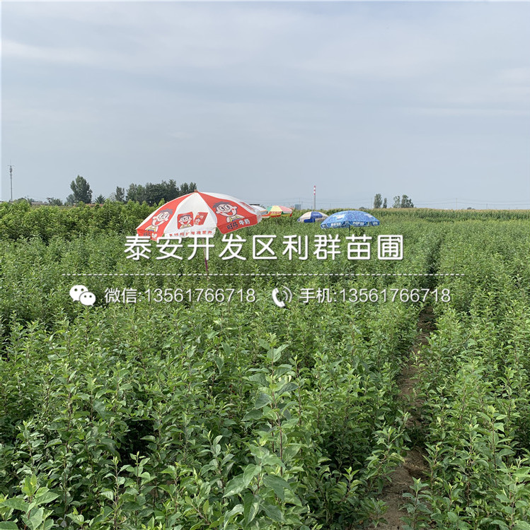 哪里有眾成一號蘋果樹苗、眾成一號蘋果樹苗價格多少