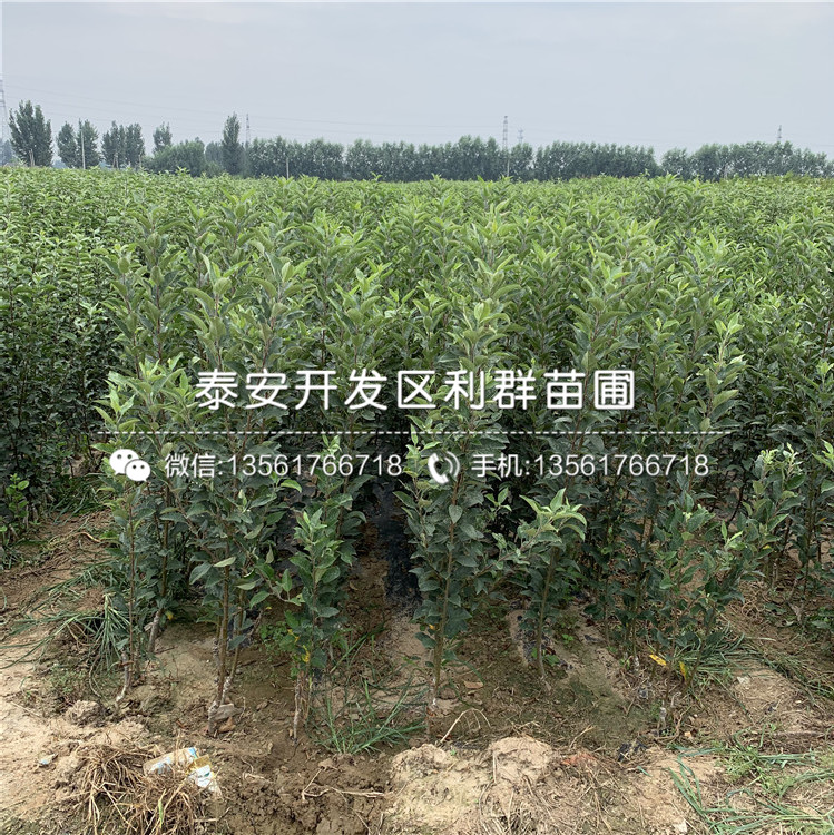 蛇果蘋(píng)果樹(shù)苗、蛇果蘋(píng)果樹(shù)苗多少錢(qián)一棵