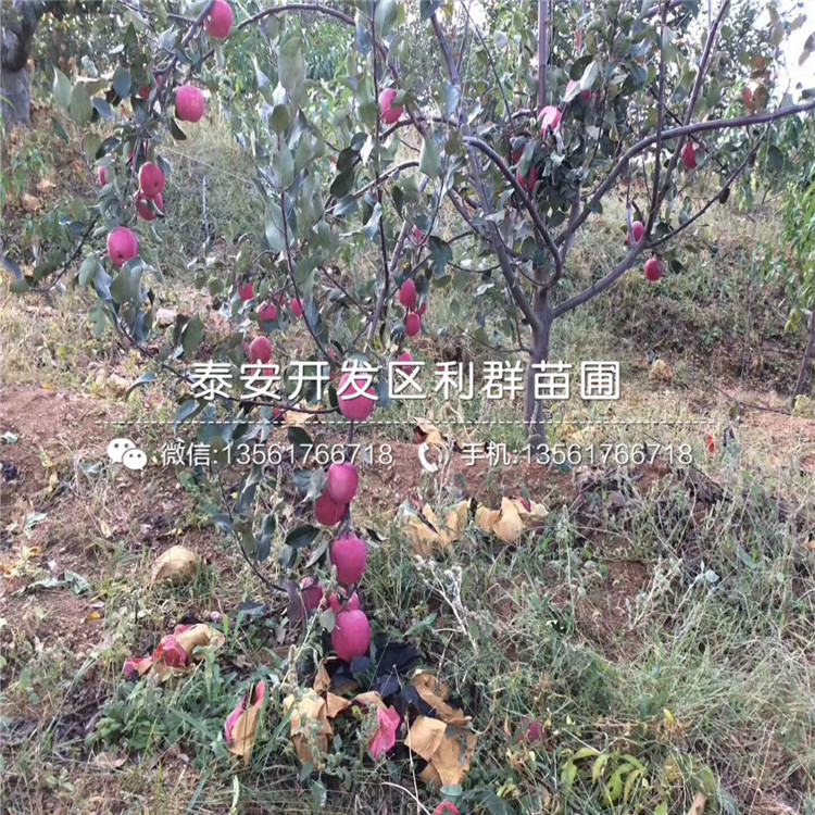 紅露蘋果樹苗哪里有賣、紅露蘋果樹苗多少錢一棵