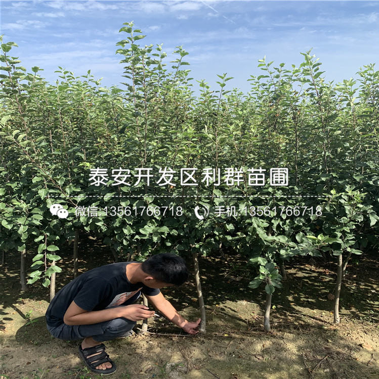 小國光蘋果苗、小國光蘋果苗價格