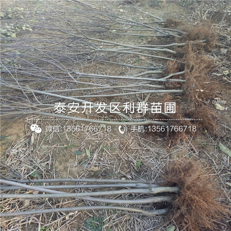 哪里有花牛蘋(píng)果樹(shù)苗、花牛蘋(píng)果樹(shù)苗價(jià)格多少