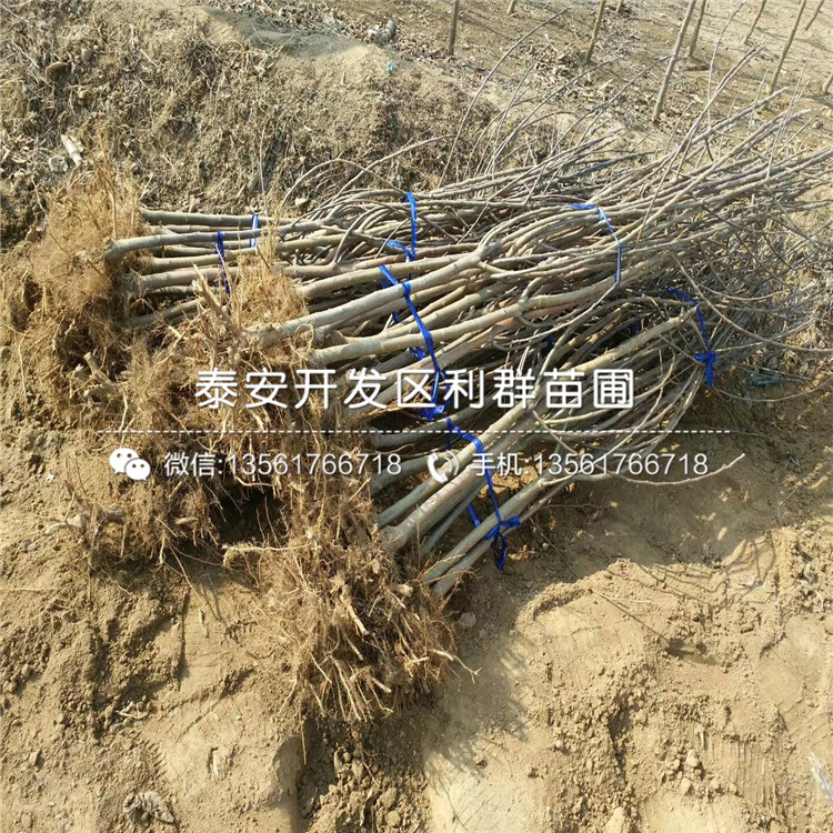 矮化蘋果樹苗出售、矮化蘋果樹苗價(jià)格及基地