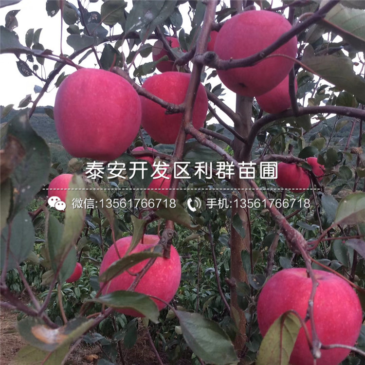 紅露蘋果苗、紅露蘋果苗出售基地
