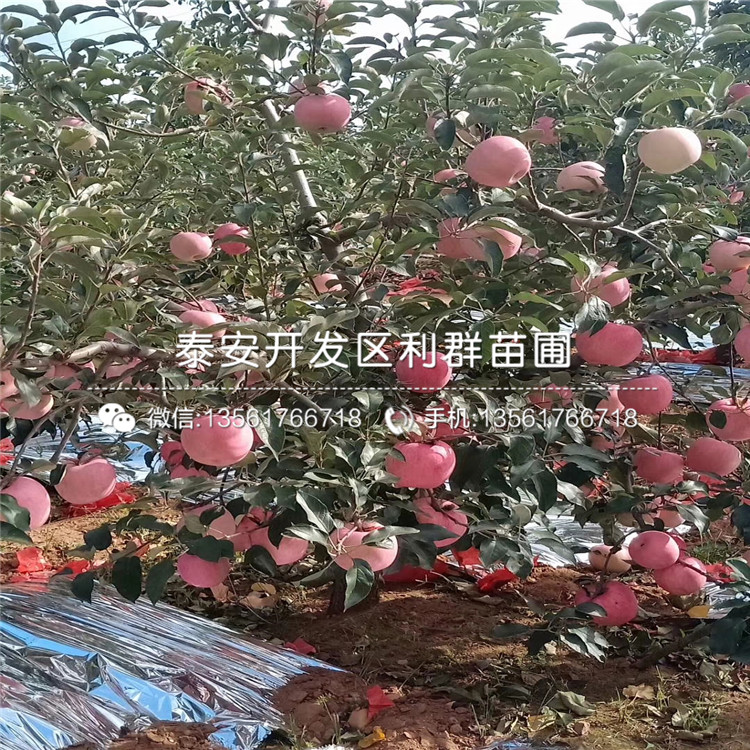 中秋王苹果树苗多少钱、中秋王苹果树苗多少钱一棵