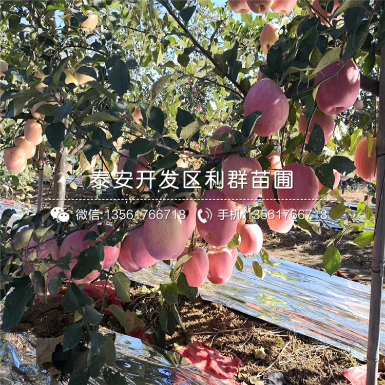 山東糖心蘋(píng)果樹(shù)苗、糖心蘋(píng)果樹(shù)苗多少錢(qián)一棵