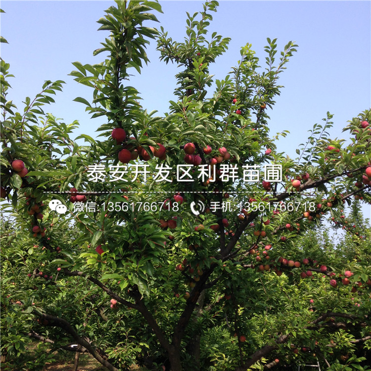 泰安李子樹(shù)苗價(jià)格、山東泰安李子樹(shù)苗