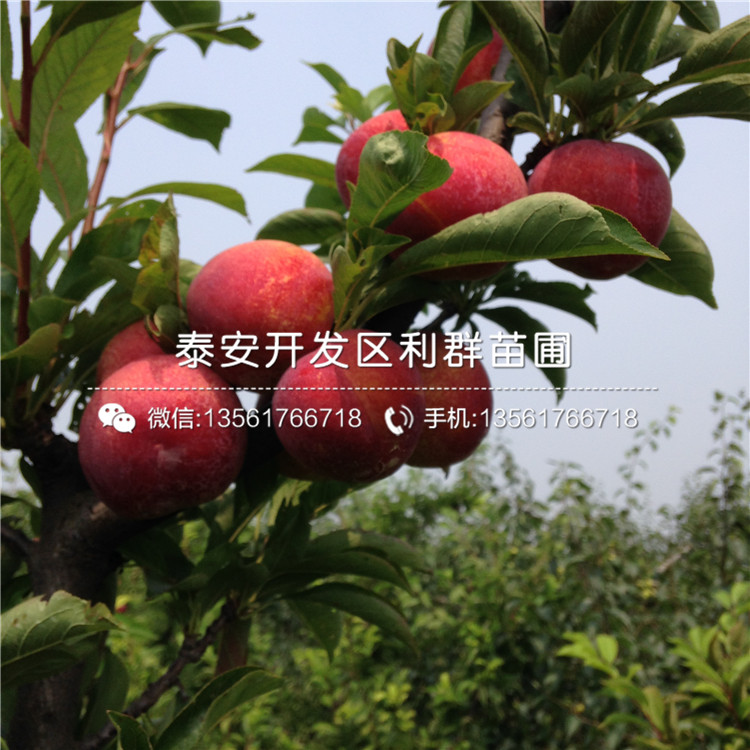 紅李子苗多少錢一棵、2020年紅李子苗價格