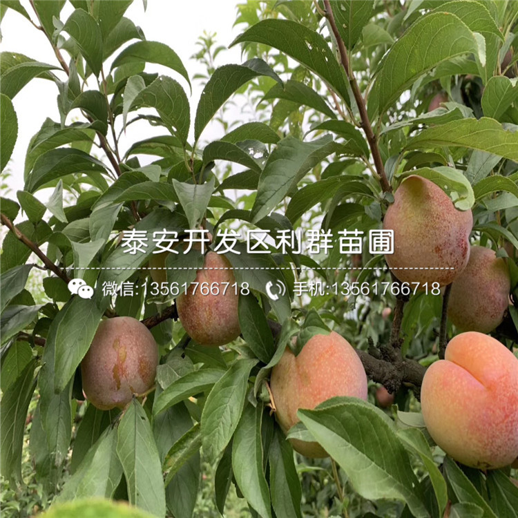 美國(guó)黑李子樹(shù)苗價(jià)格、美國(guó)黑李子樹(shù)苗出售