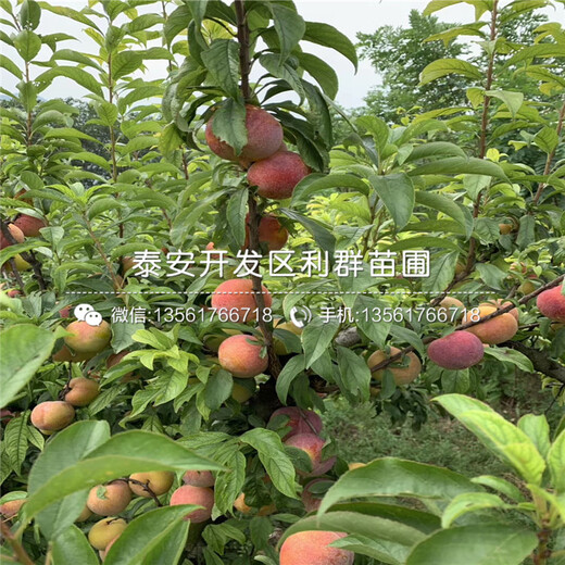 蜂糖李子樹苗批發(fā)、蜂糖李子樹苗價格及報價