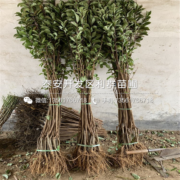 山東黑布朗李子苗、黑布朗李子苗價格