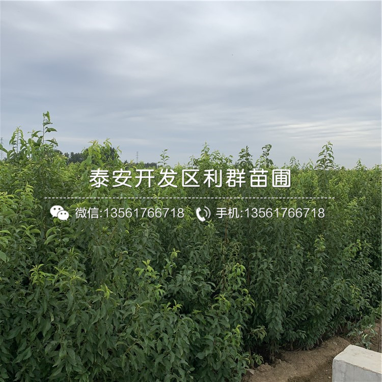 蜂糖李子樹苗報價、蜂糖李子樹苗價格