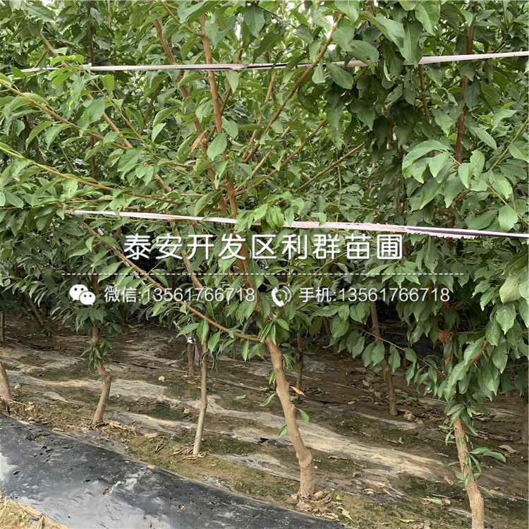 早紅李子樹苗出售、早紅李子樹苗多少錢一棵