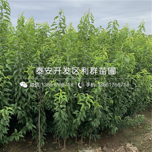 山東美國黑布林李子樹苗、山東美國黑布林李子樹苗價(jià)格