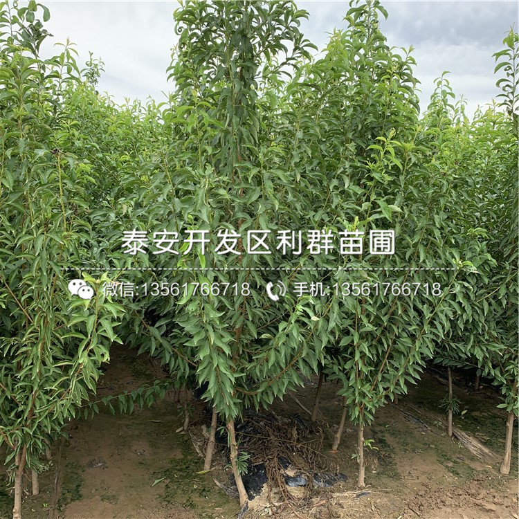 2020年黑寶石李子苗價格、黑寶石李子苗多少錢一棵