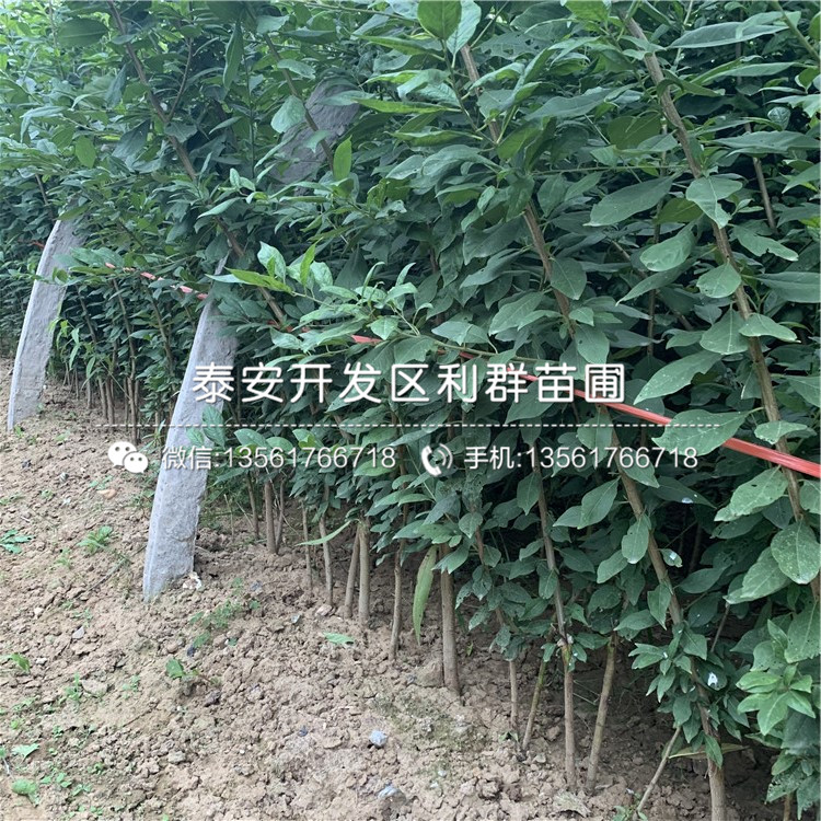 國峰7號李子樹苗、國峰7號李子樹苗批發(fā)價格