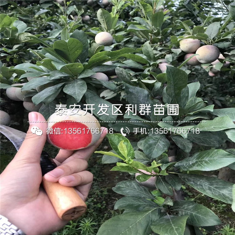 五月脆李子樹苗批發(fā)、五月脆李子樹苗多少錢一棵