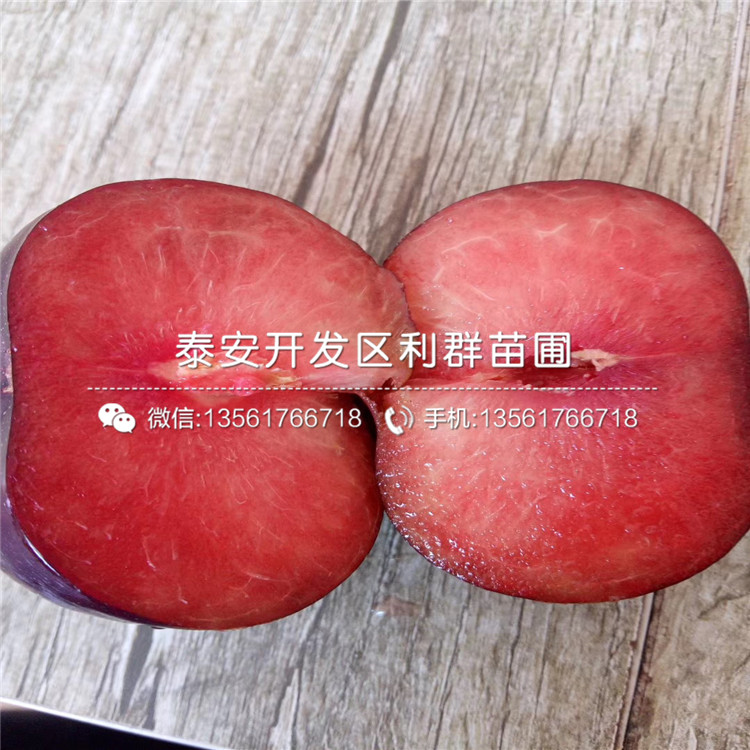 蜂糖李苗、蜂糖李苗價(jià)格多少