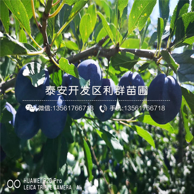 西梅藍(lán)蜜李子苗、西梅藍(lán)蜜李子苗多少錢(qián)一棵