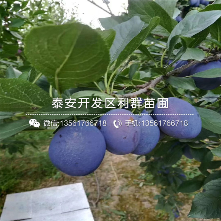 國峰7號李子樹苗、國峰7號李子樹苗批發(fā)價格