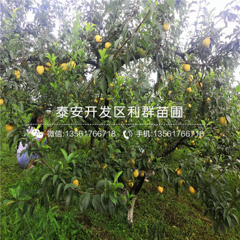 李子苗價格、李子苗價格及報價